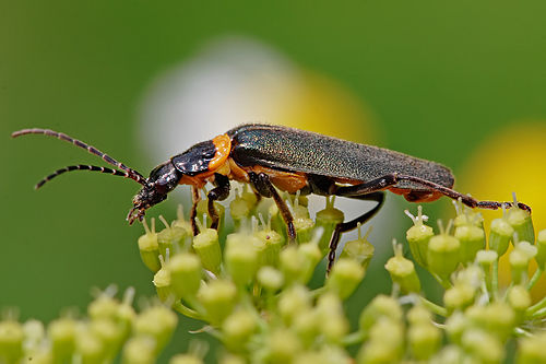 Chauliognathus lugubris